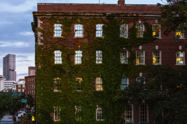 parede de construção de apartamento de tijolo vermelho coberta por hera verde em boston - climbing ivy - fotografias e filmes do acervo