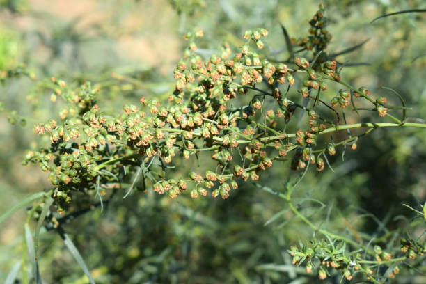 Tarragon, also known as estragon. Branch of tarragon herb with unripe fruits on blurred background. Tarragon (Artemisia dracunculus), also known as estragon. Branch of tarragon herb with unripe fruits on blurred background. Selective focus. tarragon horizontal color image photography stock pictures, royalty-free photos & images