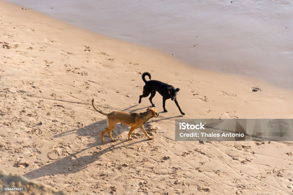 Two Dogs walking on the sands of Ondina beach. Two Dogs walking on the sands of Ondina beach. city of Salvador, Bahia, Brazil. Animal Stock Photo