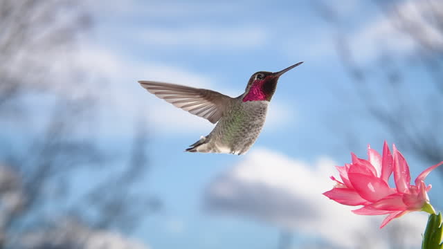 Male Hummingbird in Slow Motion with Blue Sky and Clouds in Distance