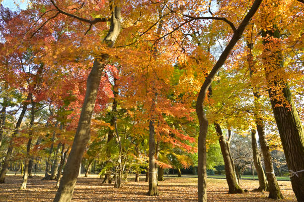 istock Koganei park, Tokyo, Japan (Nov 2021) 1366681321