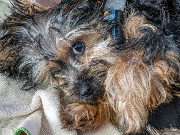 istock Yorkshire Terrier ,often shortened as Yorkie, 1366683529