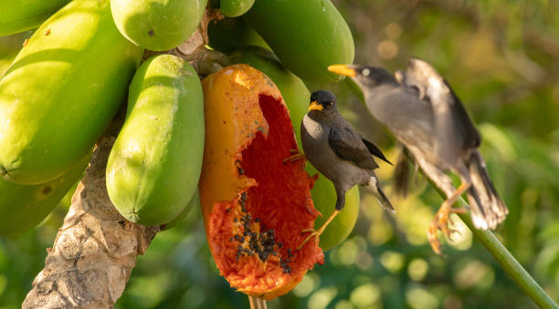 istock Javan Myna eating a papaya fruit 1366683534