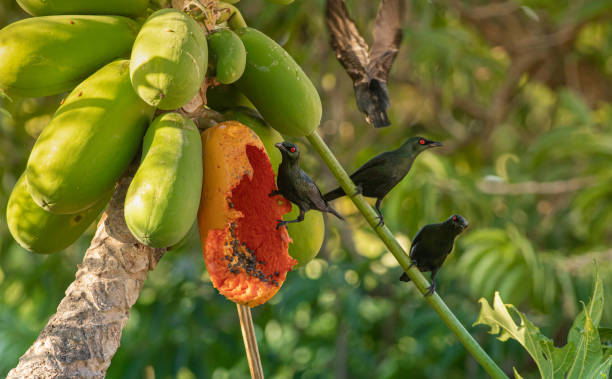 istock Asian Glossy Starling eating a papaya fruit 1366683542