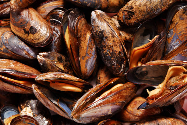istock Smoked mussel shells fried in oil. Top view. 1366684781