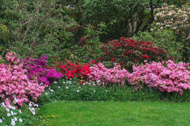 garten mit blühenden bäumen im frühling - azalea stock-fotos und bilder