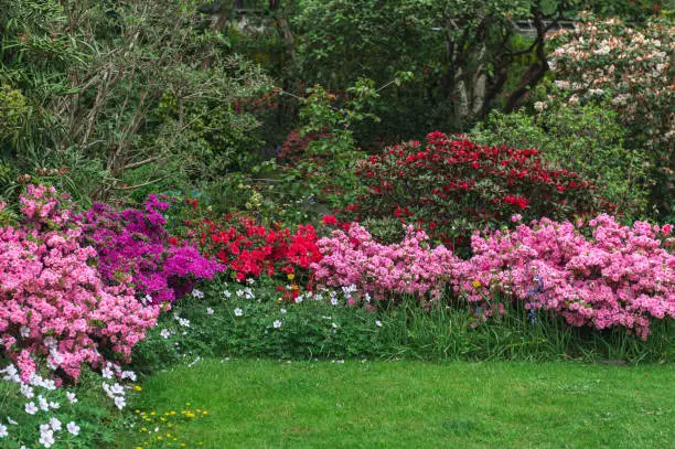 Photo of Garden with blooming trees during spring time