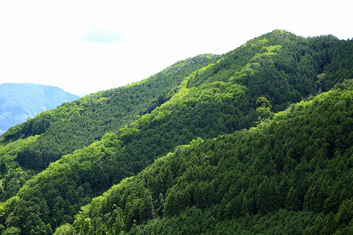 The mountain range covered with trees with fresh green leaves makes you feel the vitality and beauty of nature.