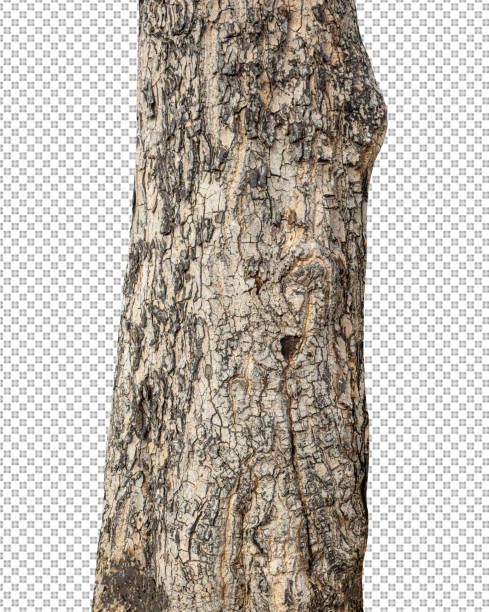 istock Trunk of a Tree Isolated On White Background 1366688805