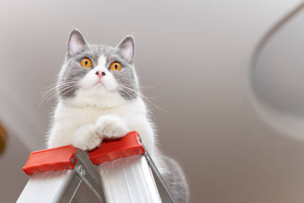 a british shorthair cat lying on a ladder