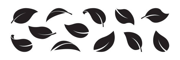 葉ベクトルアイコン、黒植物セット、単純な葉の異なる形状。自然のイラスト - mint chinese medicine herb tea点のイラスト素材／クリップアート素材／マンガ素材／アイコン素材