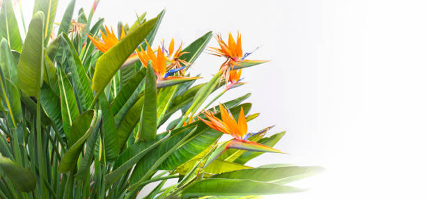 piękne kwiaty rajskiego ptaka - strelitzias zdjęcia i obrazy z banku zdjęć