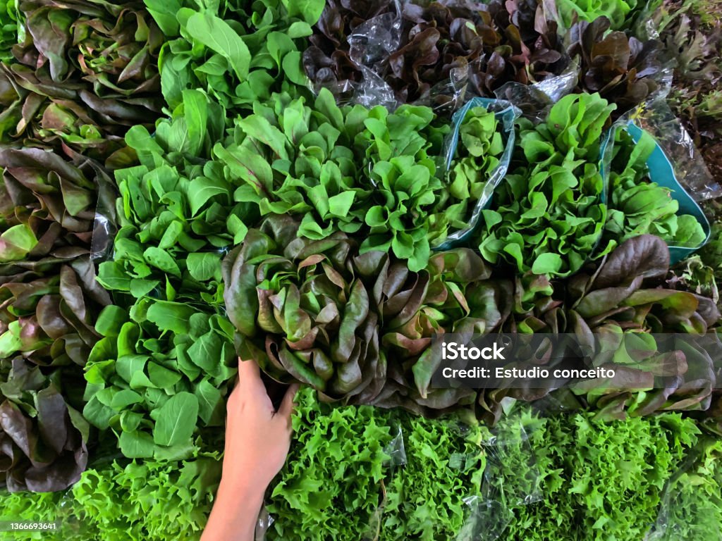 Close up hands of young woman choosing to buy green leaves to make a vegetarian recipe. healthy life Leaf Stock Photo