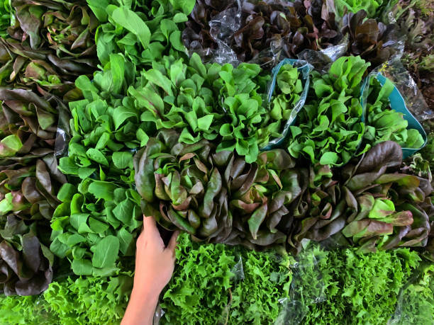 close up hands of young woman choosing to buy green leaves to make a vegetarian recipe. healthy life - leaf vegetable freshness vegetable market imagens e fotografias de stock
