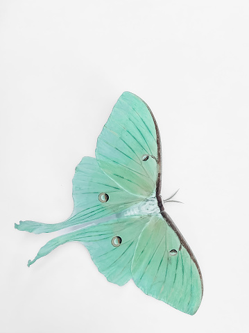 Luna Moth Butterfly on White Background