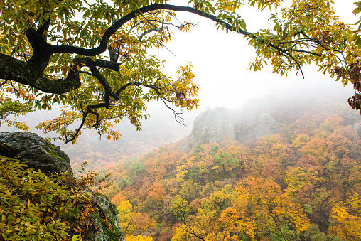 Gwangju Mudeungsan Dullegil's beautiful autumn leaves