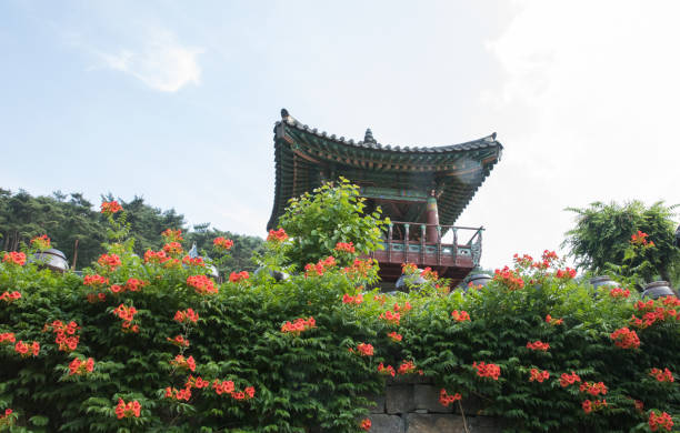 The scarlet Campsis grandiflora that blooms around the stone wall of Hwasun Manyeonsa Temple stock photo