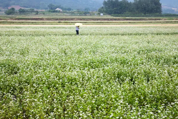 Wolchulsan National Park seen from the Yeongam field in full bloom with white buckwheat flowers.