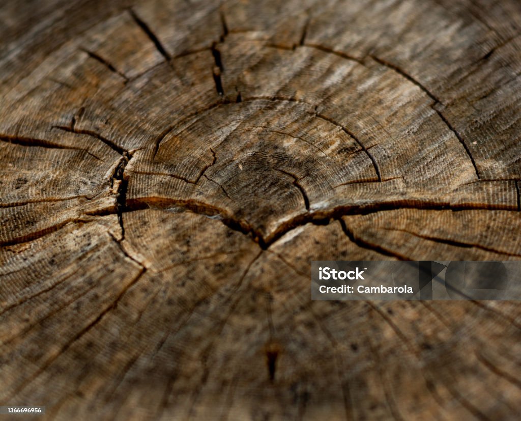 wooden roads Nature's patterns on a wooden cross section Abstract Stock Photo