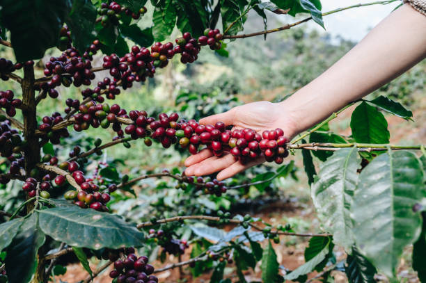 istock Farmer hand holding and choosing coffee cherries in coffee plantation before picking. 1366698673