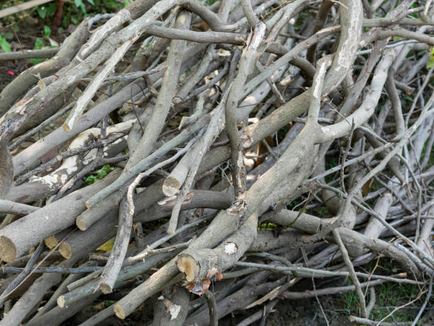 istock pile of tree branches, used for firewood 1366699390
