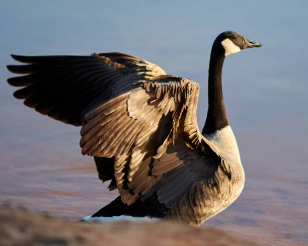 istock Canadian Goose With Wings Spread 1366699634