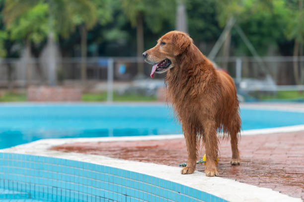 istock The golden retriever stood by the pool 1366703153