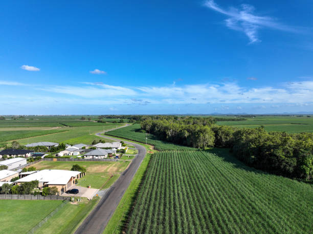 istock Sugarcane Fields And Houses Co-Exist Side By Side 1366703427