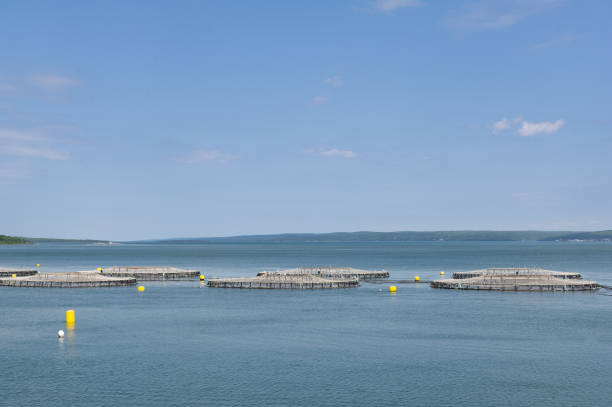 Salmon aquaculture cages in St. Marys Bay in Digby, Nova Scotia
