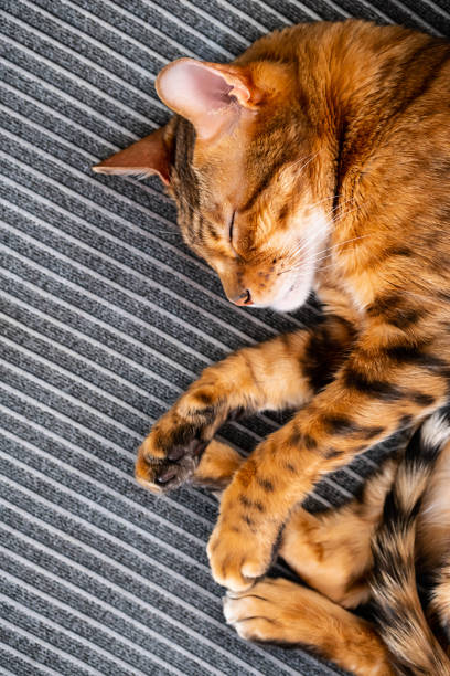 mignon chat au gingembre doux sommeil. chat de race bengale gardant les yeux fermés et allongé sur le lit. - domestic cat playful cute close up photos et images de collection