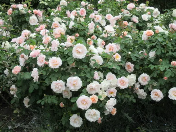 Bright White Peach Roses "Pretty Lady" Floribunda Cultivar Close Up Summer 2021.