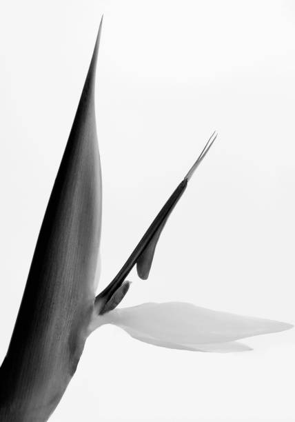 Native to South Africa, the bird of paradise flower (Strelitzia reginae) was named after the exotic tropical bird it resembles.