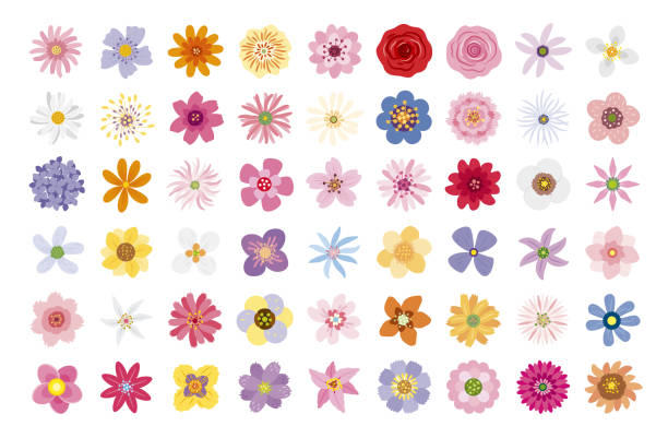 ilustrações de stock, clip art, desenhos animados e ícones de flowers on white background vector illustration - lily flower vector red