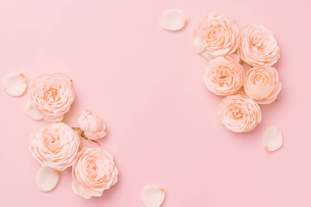 istock Flower flat lay for decorative design on pink background. Minimal romantic hipster concept, mockup background 1366711610