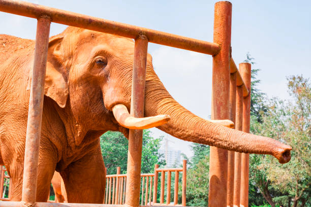 An elephant at National Zoo