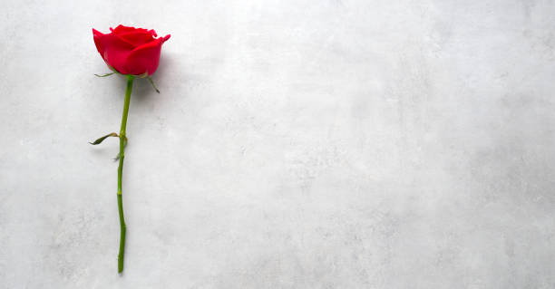 istock Red rose flower on white cement background, banner with copy space for Valentine’s day concept, top view, flat lay 1366712292