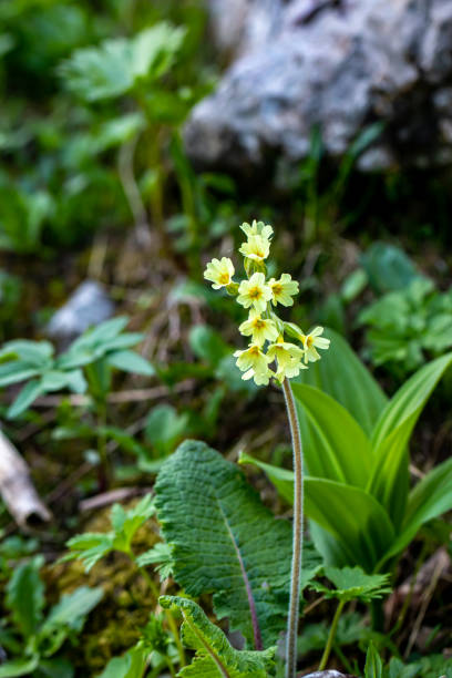 istock Primula vulgaris flower growing in mountains, close up 1366713213