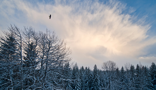 Raven flying over forest in winter with large cloud.
