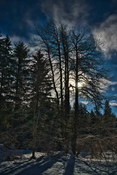 Photo of Full moon through trees in winter.