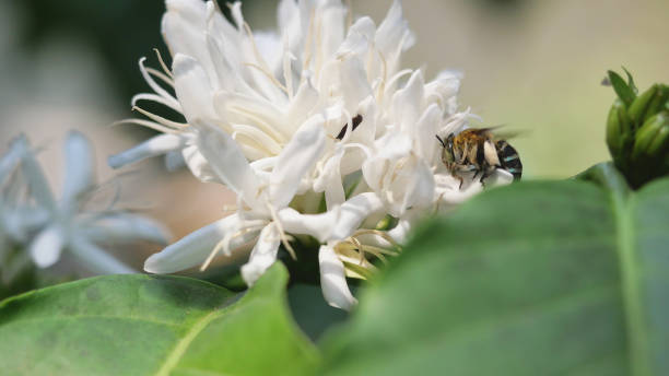 istock Carpenter Bee fliing to seeking nectar in Robusta coffee blossom 1366715856