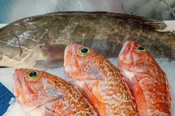 Red mullet and other fish for sale Red mullet and other fish for sale at a market in Lisbon, Portugal red scorpionfish photos stock pictures, royalty-free photos & images