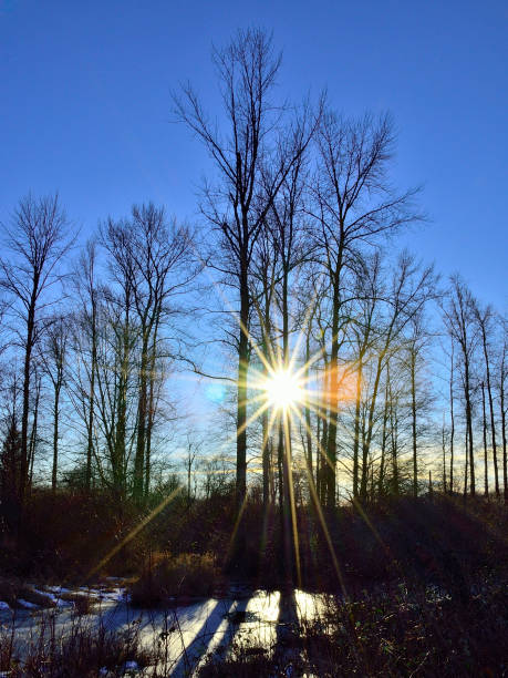 Trees in winter and a sunburst stock photo