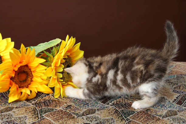 the kitten plays with sunflower flowers. - sunflower side view yellow flower imagens e fotografias de stock