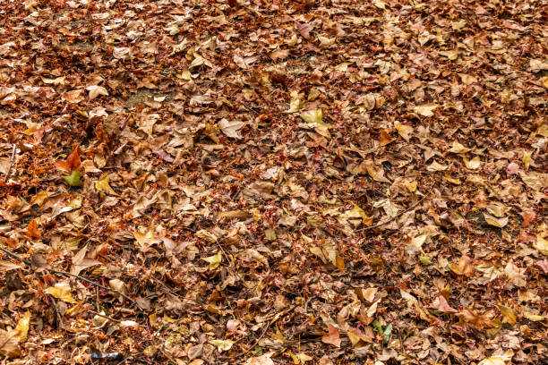 der boden bedeckt mit vielen abgefallenen blättern - tree area japanese fall foliage japanese maple autumn stock-fotos und bilder
