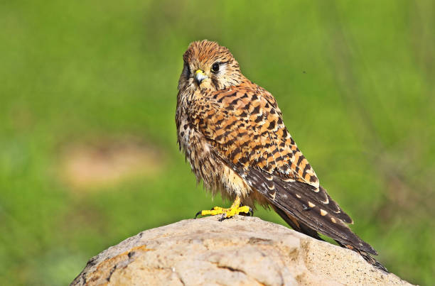 Common Kestrel (Falco tinnunculus) Common Kestrel (Falco tinnunculus) is  is a bird of prey that spreads on all continents in the world. portrait of common kestrel falco tinnunculus a bird of prey stock pictures, royalty-free photos & images
