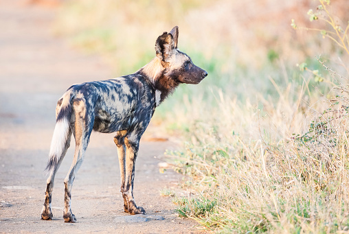The African wild dog (Lycaon pictus) is a wild dog species living in Africa from the canidae family. They often travel in large herds.
