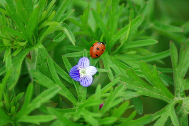 istock ladybird and flower 1366721667