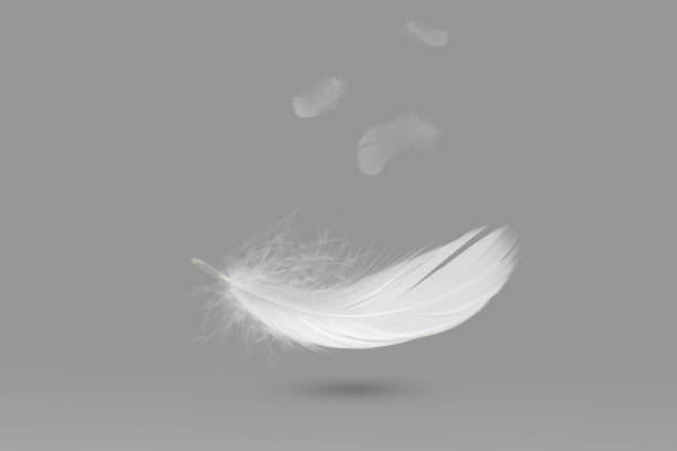 istock White Bird Feathers Floating The Air. Down Swan Feather 1366721952
