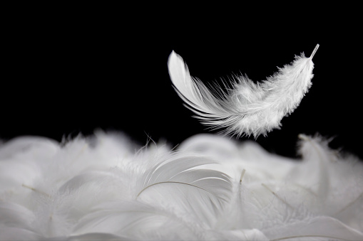 Soft White Fluffly Feathers Falling in The Air. Swan Feather Down on Black Background.