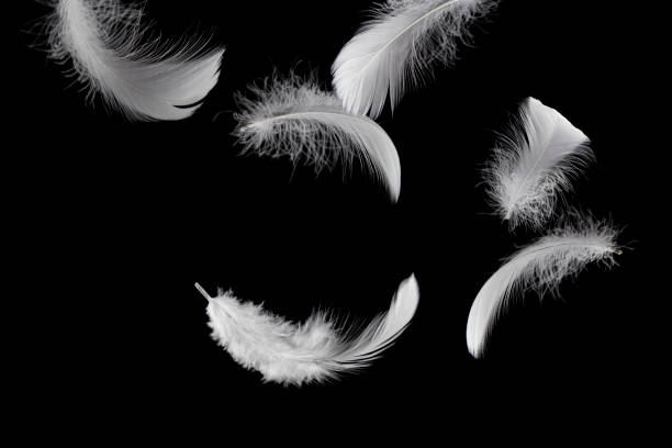 istock Soft White Fluffly Feathers Falling in The Air. Swan Feather Down on Black Background. 1366721955